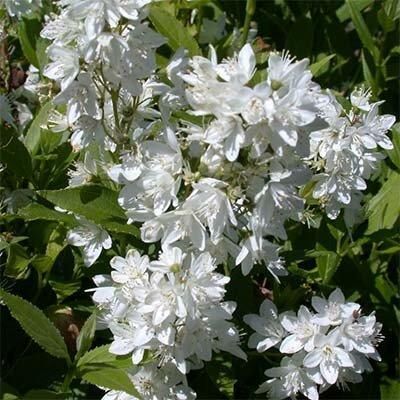 Дейція Gracilis (саджанці)