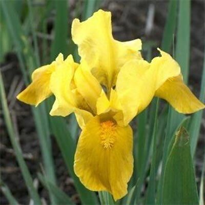 Ірис Pumila Gleaming Gold (кореневища) | Зображення 2