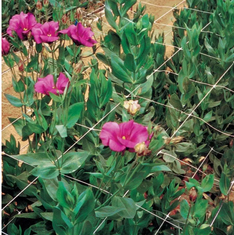 Сетка шпалерная 12,5*12,5 1*500 метров (белая) цветочная сетка | Зображення 5