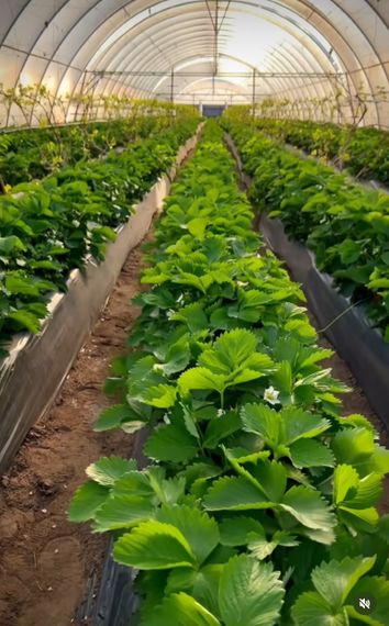 Агроволокно 50 г/м2  1.07х5 метрів чорне для мульчування | Зображення 9