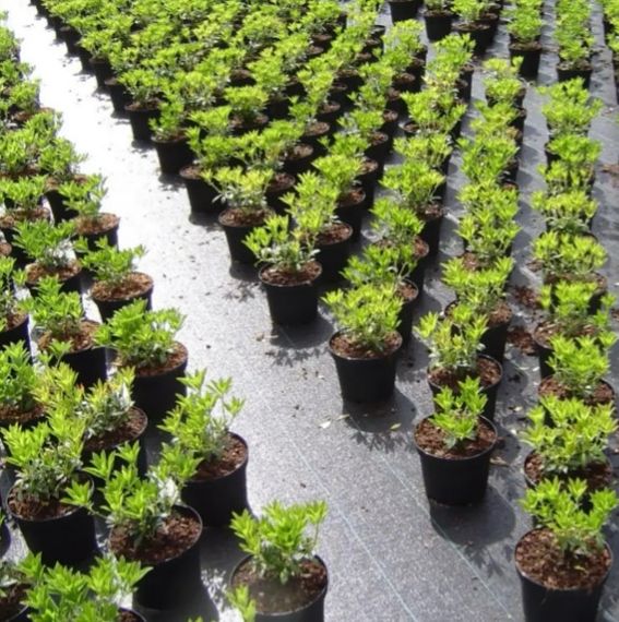 Агротканина Shadow DELUX 120 г/м² 1,1 x 50 м (АТЧД00015) | Зображення 3