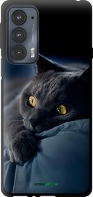Чохол на Motorola Edge 20 Димчастий кіт "825b-2497-2448"