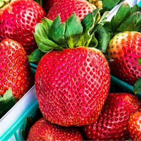 Полуниця Королева Єлизавета 5 шт. (ремонтантний сорт, ранній термін дозрівання)