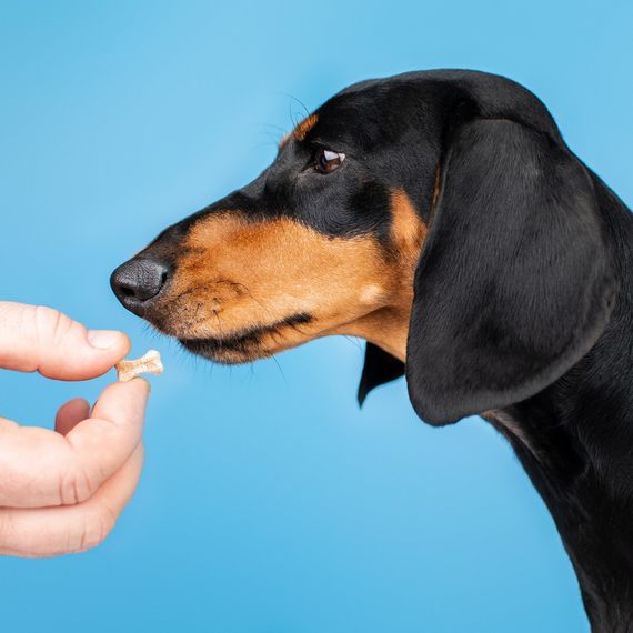 Вітаміни Provet PROFILINE для собак МАКСІ комплекс для середніх та великих порід для опорно-рухового апарату 100 таб | Зображення 4