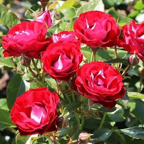 Троянда Rose der Einheit (саджанці) | Зображення 2