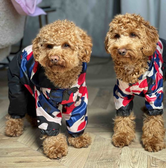 Дощовик Мілітарі синiй M-63 | Зображення 1