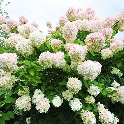 Гортензія Grandiflora (саджанці) | Зображення 2