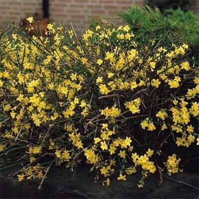 Жасмин Nudiflorum (саджанці) | Зображення 2