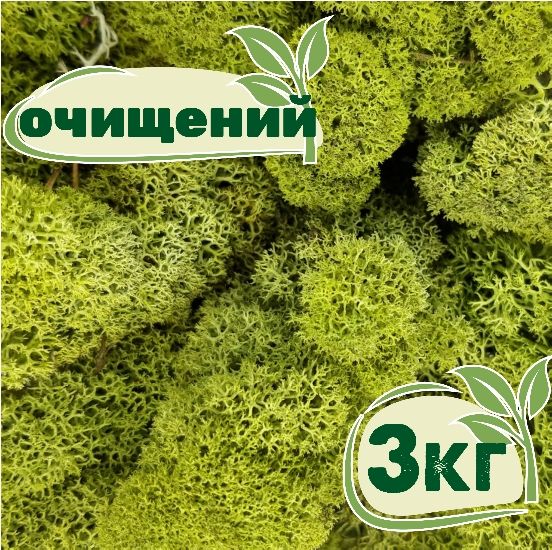 Очищений стабілізований мох ягель Зелений світлий 3 кг