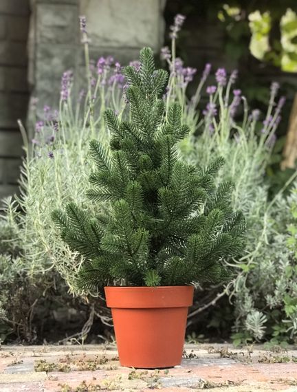 Ёлка Traditional литая в горшке 50 см зелёная новинка | Зображення 5