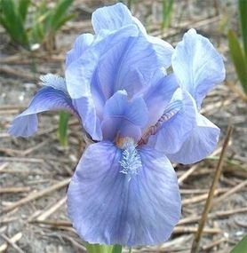 Ірис Pumila Little Sapphire (кореневища)