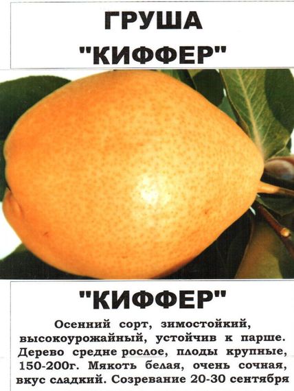 Груша * Киффер * | Зображення 2