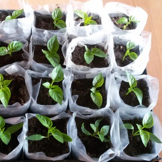 Рукав для розсади Shadow 80 мм х500 м 40 мкн РДРБ00001 | Зображення 1