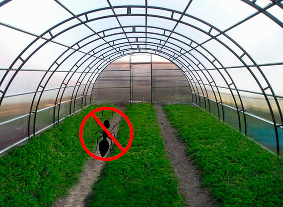 Інсектицид Рембек від мурах 50 г | Зображення 2