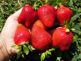 Полуниця Альба (Середній)