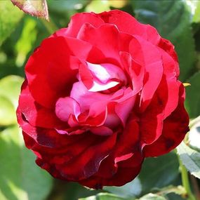 Троянда Rose der Einheit (саджанці)