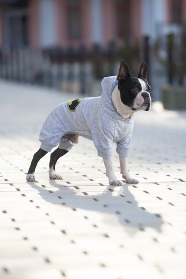 Комбінезон для собак WAUDOG Clothes малюнок "Бетмен лого", софтшелл, M35, B 54-60 см, С 34-40 см | Зображення 2