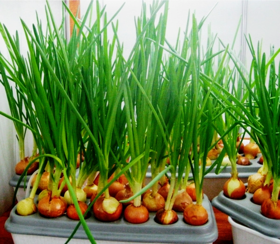 Чудо рост.Установка для выращивания лука в домашних условиях | Зображення 2