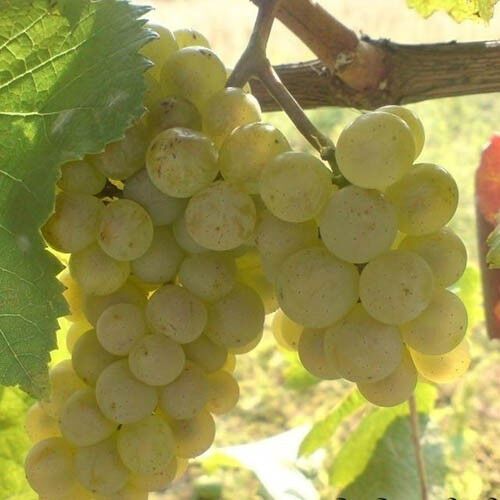 Виноград Аліготе