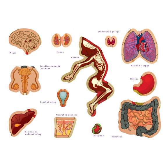 Дитяча навчальна гра з багаторазовими наклейками "Тіло людини" KP-004y укр. мовою | Зображення 2