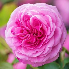 Троянда Gertrude Jekyll (саджанці)