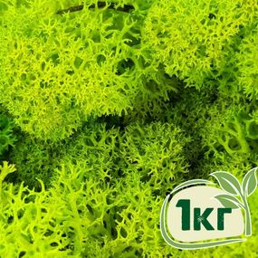 Стабилизированный мох ягель Nordic moss Зеленый весенний 1 кг