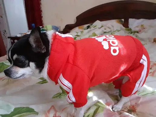 Костюм спортивний для собак Adidog червоний M | Зображення 3