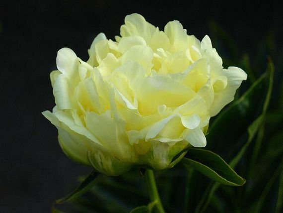 Лемон Шифон (Lemon Chiffon) кореневище