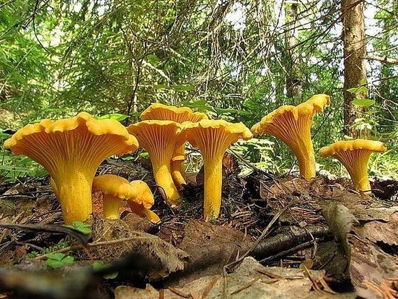 Зарощенний грибний блок лисички