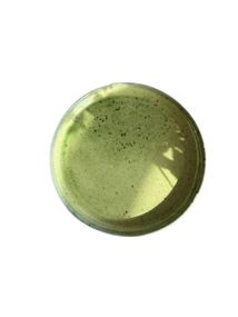 Тарелка с бортиком Декор Керамика Greenday GD-0250-ТБ 25 см