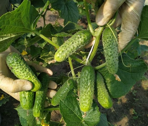 Насіння огірків Артист F1  5 шт. | Зображення 1