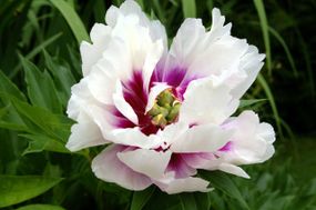 Півонія Кора Луїза (Paeonia Cora Louise) кореневище