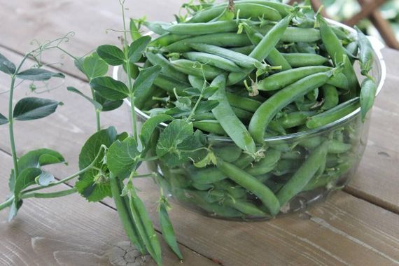 Насіння гороху Овочеве диво 10 г (Насіння країни) | Зображення 1