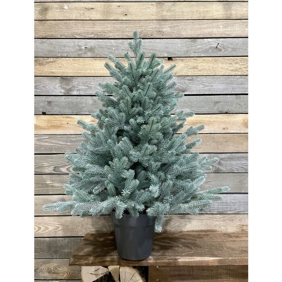 Ёлка Traditional литая в горшке 90 см голубая новинка | Зображення 3