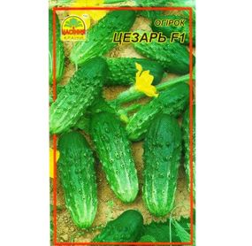 Насіння огірка Цезар F1 15 шт. (Насіння країни)