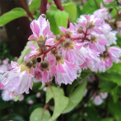 Дейція Codsall Pink (саджанці) | Зображення 3