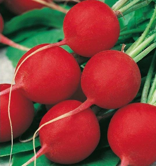 Насіння редиски Сакса 0,5 кг | Зображення 1