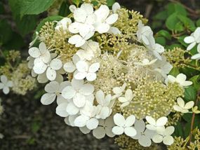 Гортензія Brussels Lace
