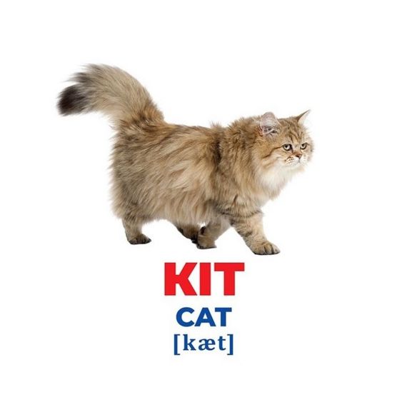 Набор развивающих карточек Гений с пеленок "Домашние животные" Ранок 10107191У, 17 карточек | Зображення 2