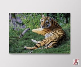 Печатная картина  Тигр 60х40 см