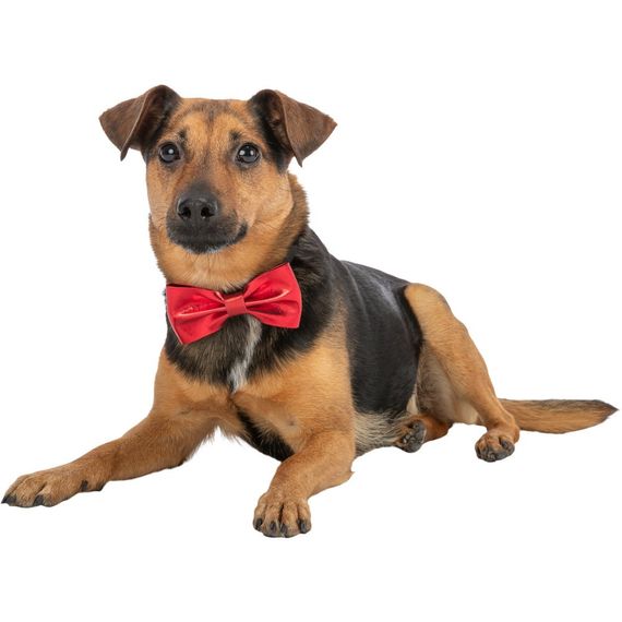 Метелик Trixie для собак для кріплення на нашийнику різдвяна поліестер 10 см | Зображення 7