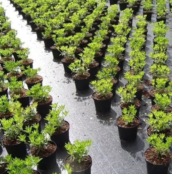 Агротканина Shadow 110 г/м² 0,8 x 50 м чорна (ГТЧ000111) | Зображення 2