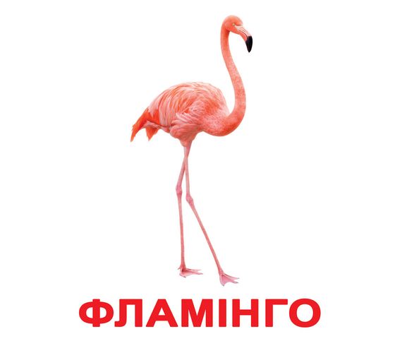 Набор карточек Домана - Птицы. На украинском. Без ламинации.