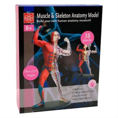 Набор для экспериментов EDU-Toys Модель мышц и скелета человека сборная, 19 см (SK056) | Зображення 1