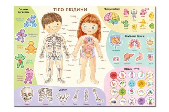 Навчальний постер з наклейками Тіло людини  Dodo 300901 Різнокольоровий shop (4823115913456) | Зображення 1