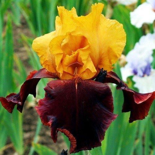 Ірис Supreme Sultan (кореневища)