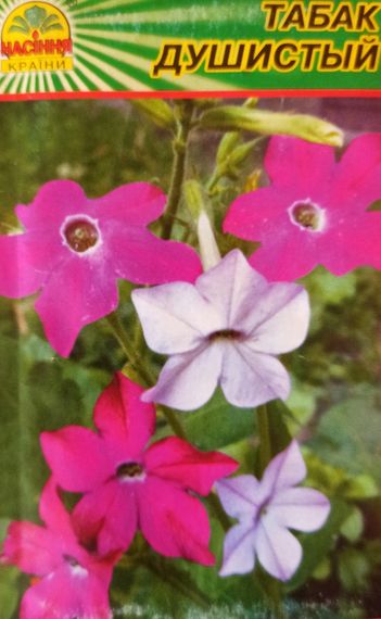 Насіння Тютюн запашний 0.1 г | Зображення 2