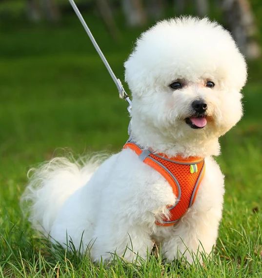 Шлейка анатомічна та повідець Kafuli Pet Collection для собак і кішок 3-6 кг, XS, Жовтогарячий із сірим | Зображення 1