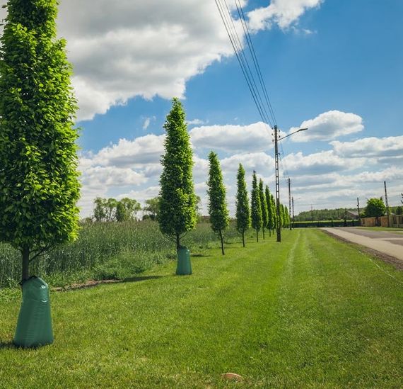 Сумка для поливу дерев Bradas 75 л, ПВХ KTTZ75/50420 | Зображення 1