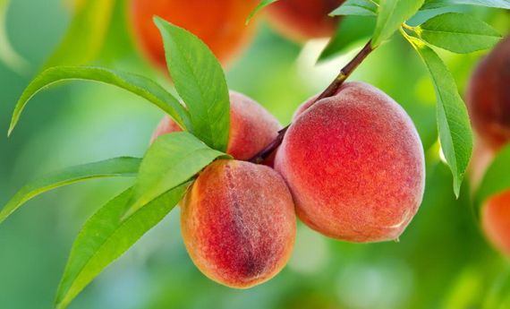 Фунгіцид Хорус 3 г | Зображення 2